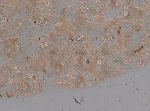 Synapta