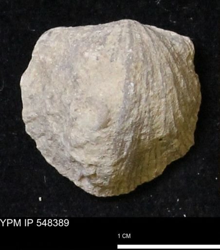 Stropheodonta navalis