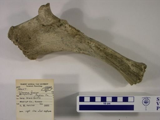 Teleoceras fossiger