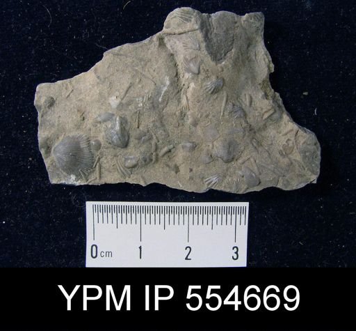 Hyattidina congesta junea