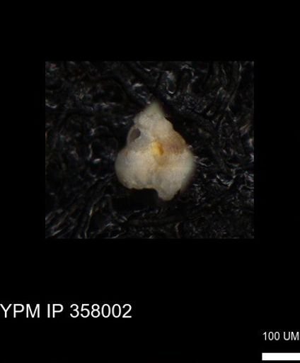 undet. Foraminiferida