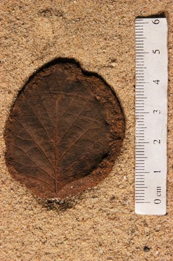 Angiospermopsida