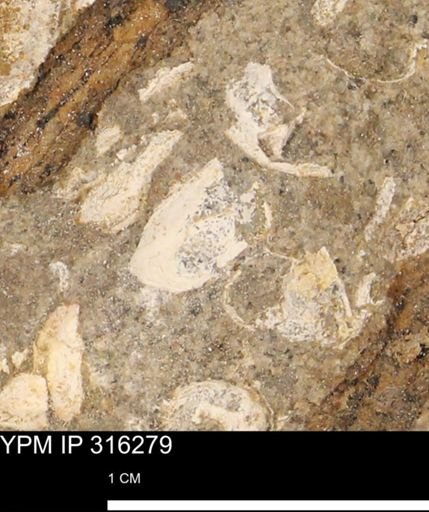 undet. Mollusca