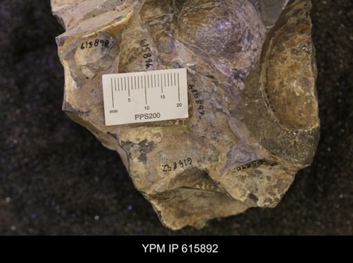 Inoceramus sp.