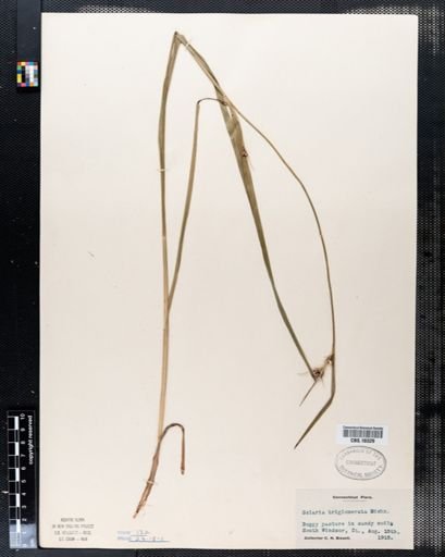 Scleria triglomerata