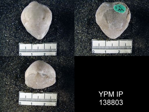 Spirigerella derbyi