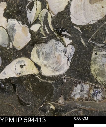 Protocardia sp.