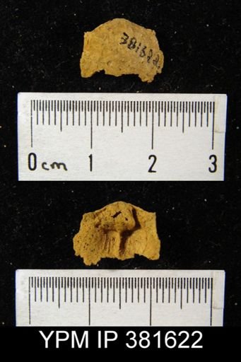 undet. Brachiopoda