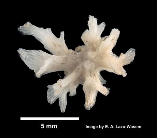 Bryozoa