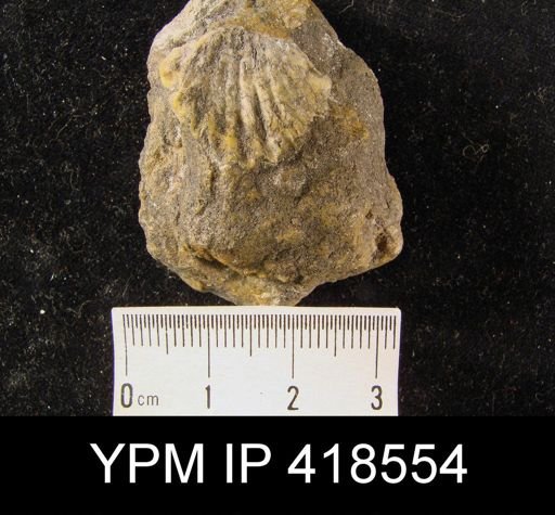 Meekella sp.