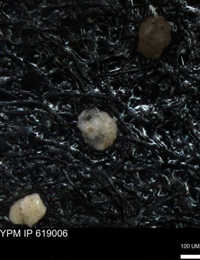 undet. Foraminiferida