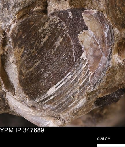 undet. Bivalvia