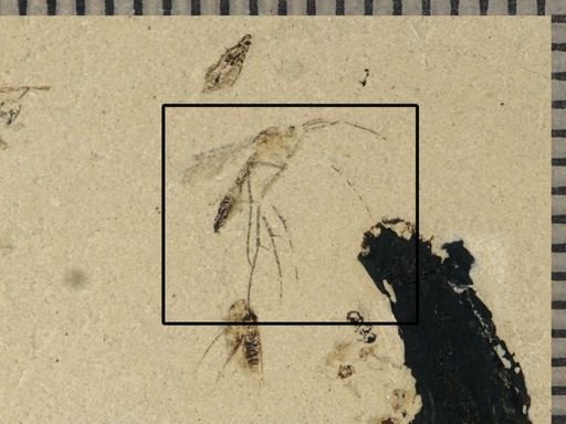 Mycetophilidae?