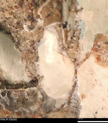 Corbulamella gregaria