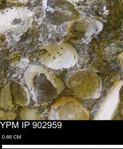 Corbulamella gregaria