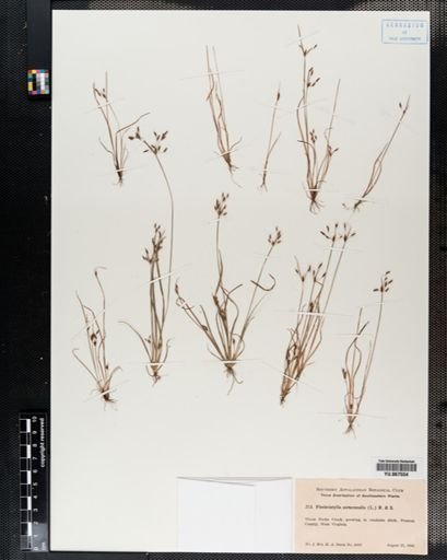 Plantae
