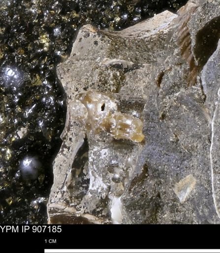 undet. Scaphitidae