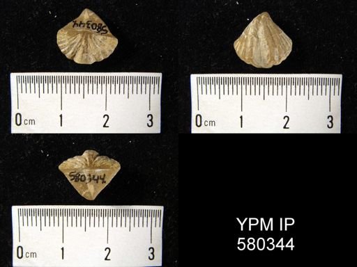 Cyrtina sp.