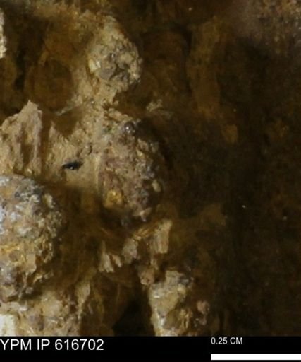 Teredo sp.
