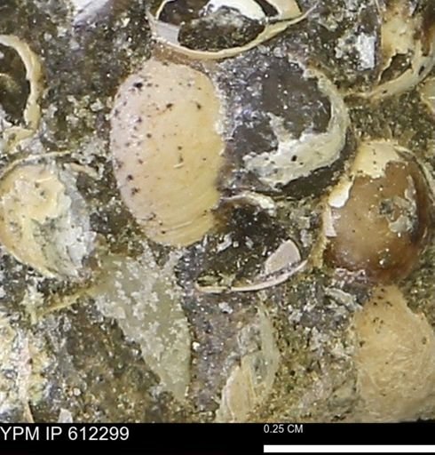 undet. Bivalvia