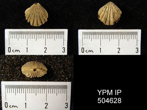 undet. Rhynchonellida
