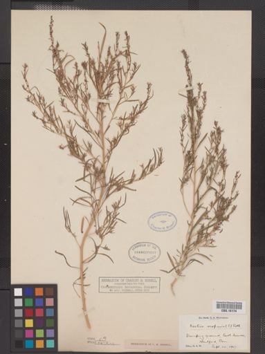 Kochia scoparia