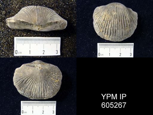 Dinorthis (Retrorsirostra) carleyi