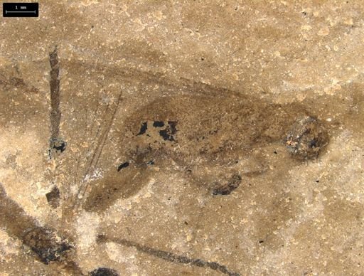 undet. Gryllidae