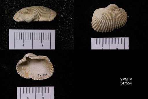 Scapharca transversa