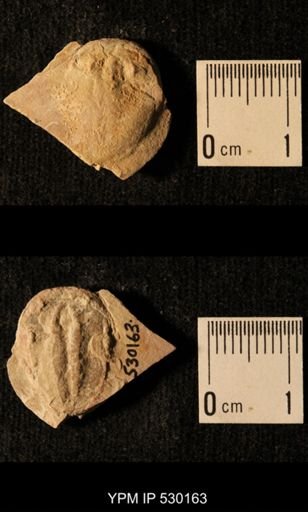 Elrathia kingi