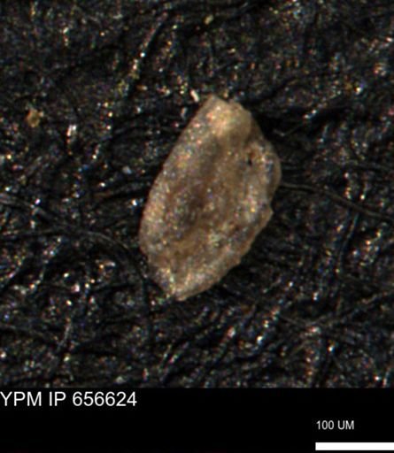 Miliammina manitobensis