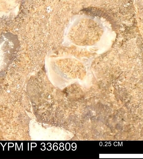 undet. Mollusca