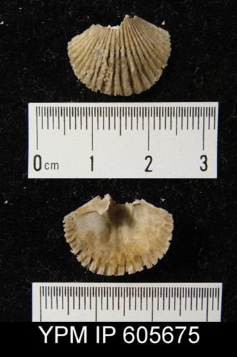 Hesperorthis sp.