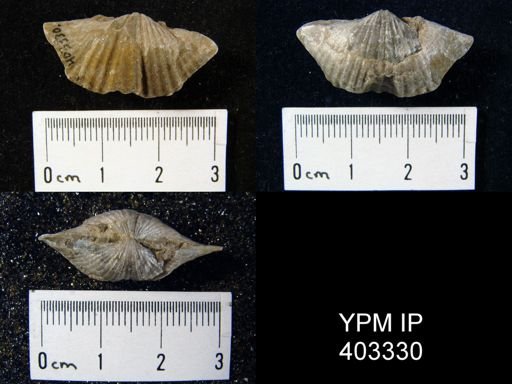 Spirifer increbescens