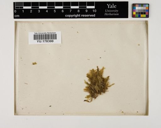 Plantae