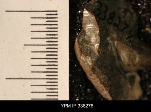 undet. Mollusca
