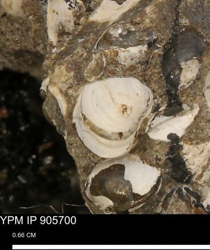 Corbulamella sp.