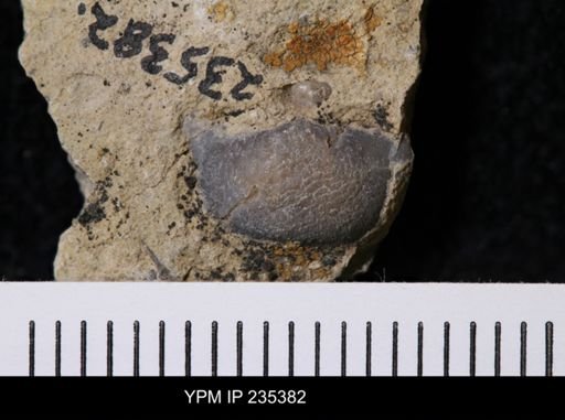 Eolissochonetes keyesi
