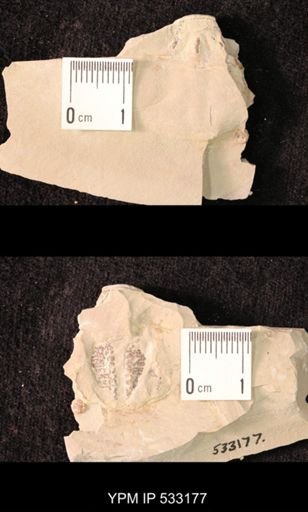 Elrathia kingi