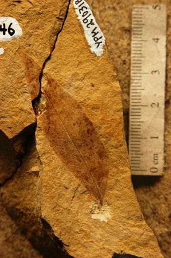 Salix wildcatensis