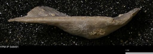 Stropheodonta callawayensis