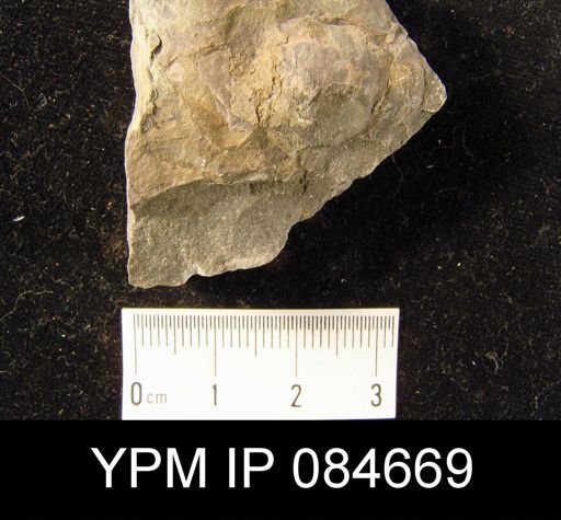 Brachyprion robustum