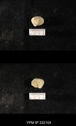 undet. Bryozoa