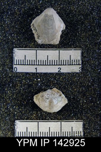 Martinia sp.