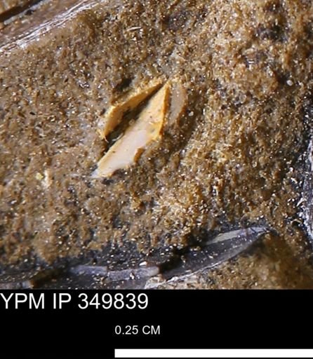 undet. Bivalvia