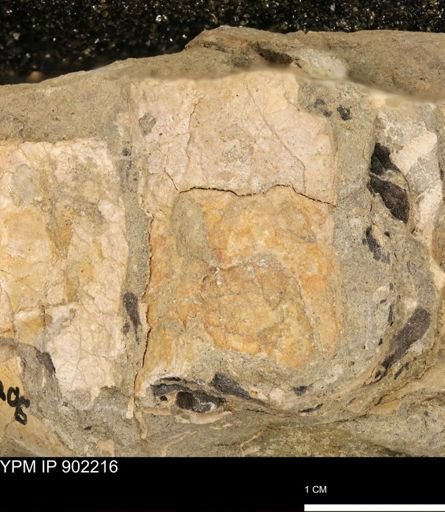 undet. Inoceramidae