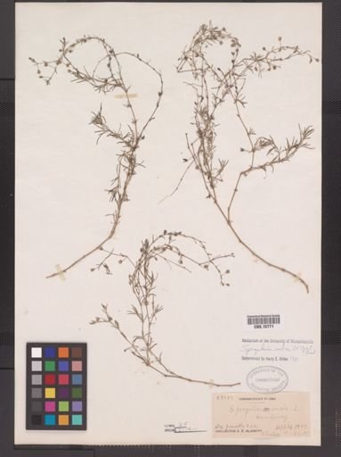 Spergularia rubra