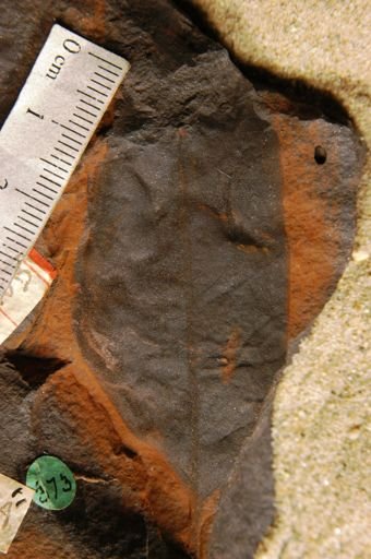 Sapindus morrisoni