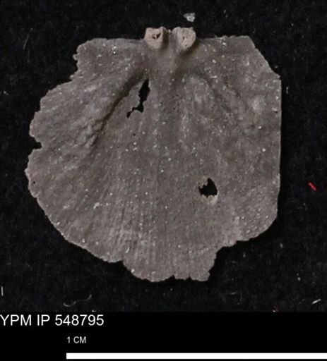 Stropheodonta perplana
