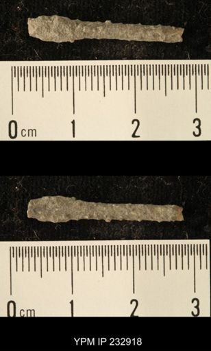 Archaeocidaris sp.